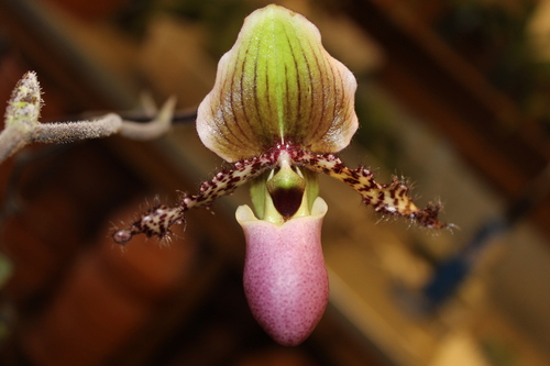 Shiney Green Leaf Paphiopedilum (Paphiopedilum glaucophyllum)