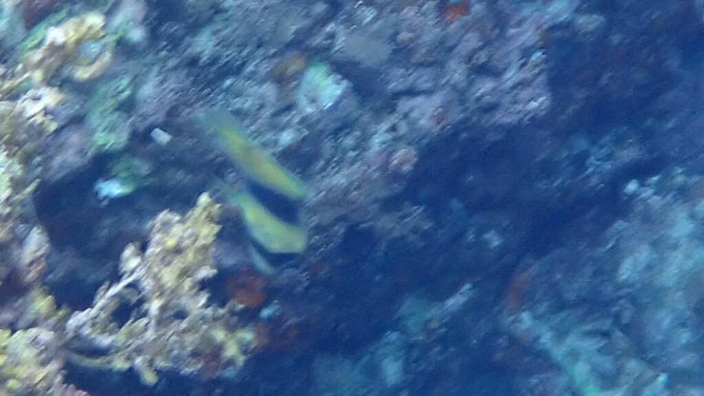 Barred soapfish