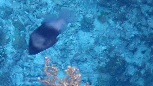 Diploprion bifasciatus