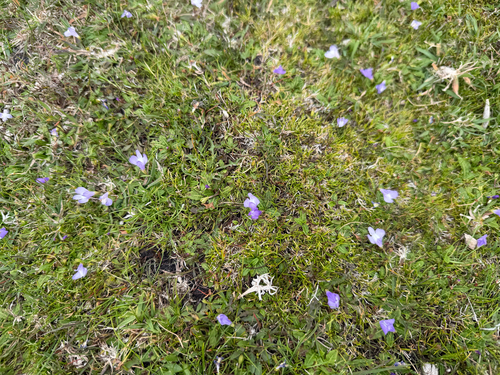 Mazus pumilio, photograph 4