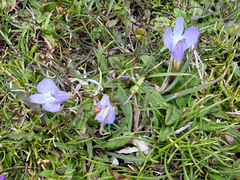 Mazus pumilio, photograph author not stated, no rights reserved