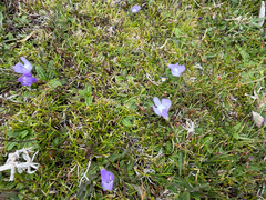 Mazus pumilio, photograph author not stated, no rights reserved