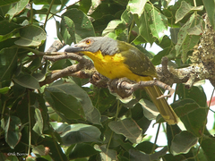 Malaconotus blanchoti