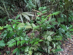 Elegans palm (Bactris elegans)
