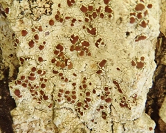 Lecanora cinereofusca
