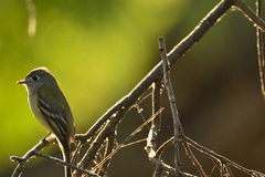 Empidonax hammondii