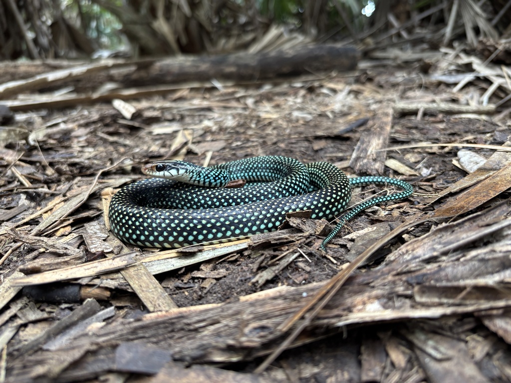 Speckled Racer in November 2025 by add03e · iNaturalist