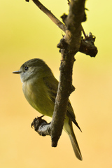 Empidonax hammondii