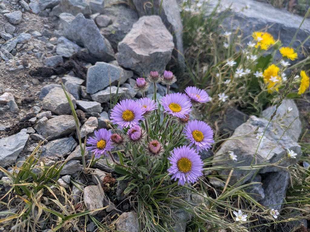 Erigeron grandiflorus; photograph (c) MtBotany, some rights reserved (CC BY-SA)