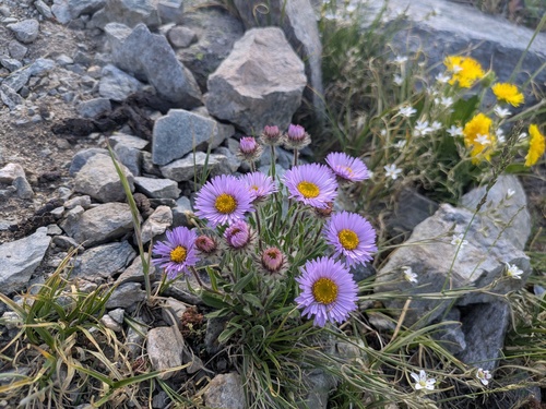 Large-flower Fleabane (Erigeron grandiflorus)