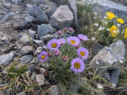 Erigeron grandiflorus, photograph 4