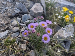 (c) MtBotany, some rights reserved (CC BY-SA) Erigeron grandiflorus, photograph (c) MtBotany, some rights reserved (CC BY-SA)