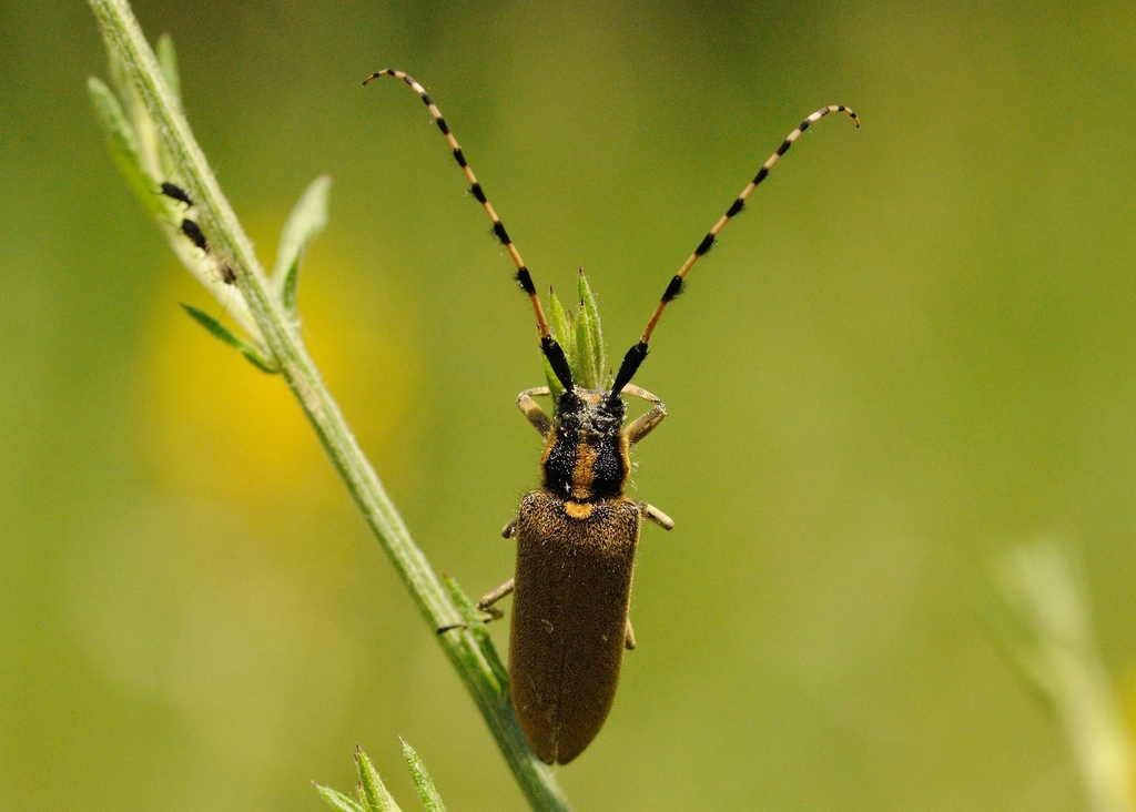 Agapanthia kirbyi