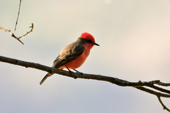 Pyrocephalus rubinus