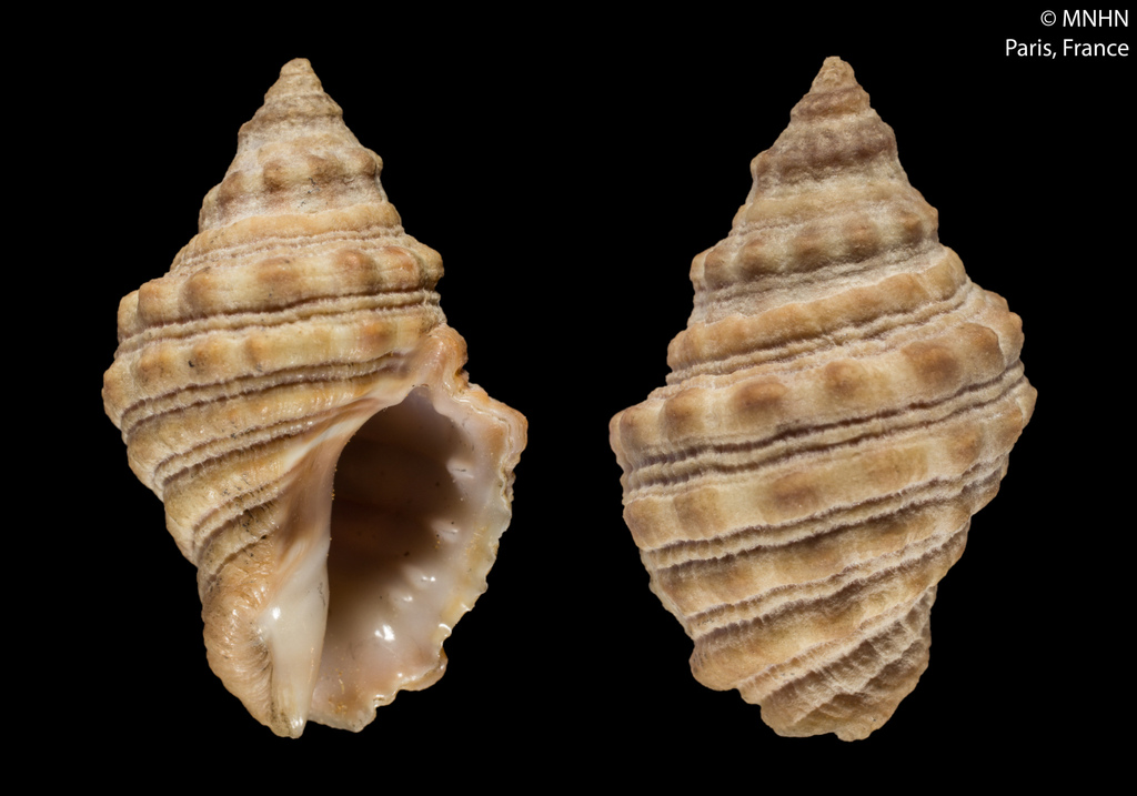 Tissot's Rock Shell