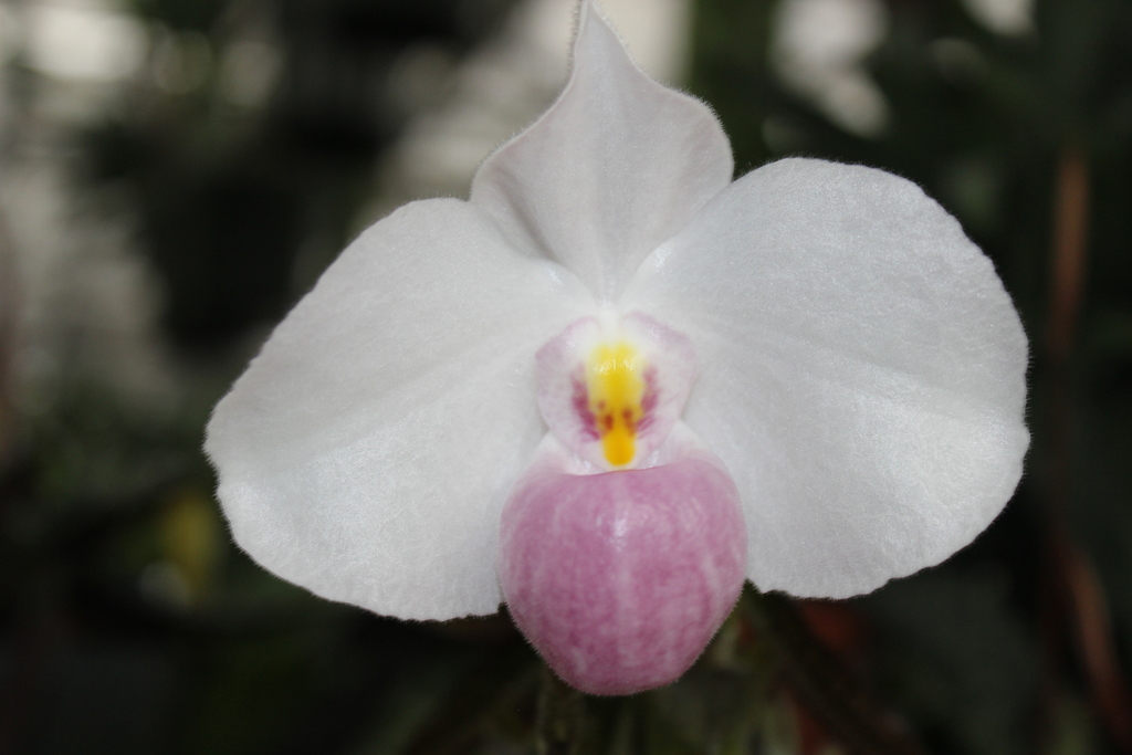Lan Hai (Paphiopedilum delenatii)