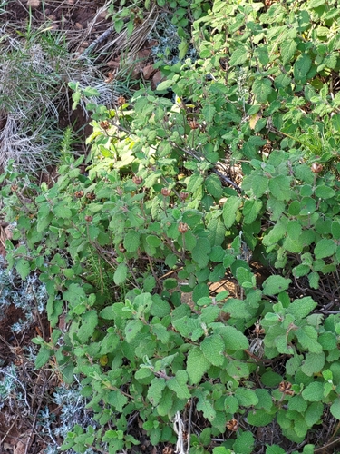 Avistamiento Cistus salviifolius