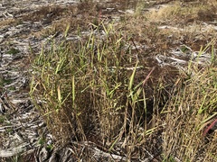 Panicum hemitomon