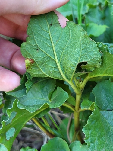Avistamiento Cistus populifolius