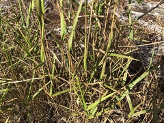 Panicum hemitomon