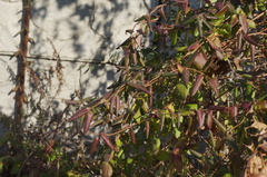 Lonicera japonica