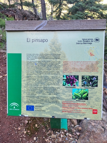 Avistamiento Pinsapo