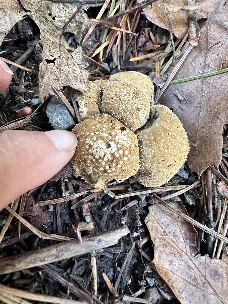 Lycoperdon perlatum · November 2025 · photo: © grnleaf (iNaturalist, cc0)