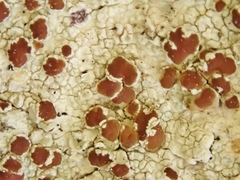 Lecanora cinereofusca
