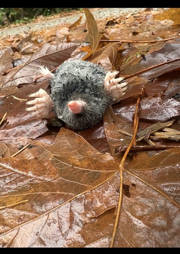 Coast Mole observed by salmonruth