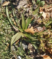 Plantago lanceolata