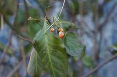 Euonymus fortunei