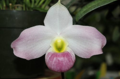Paphiopedilum vietnamense