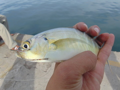 Caranx vinctus