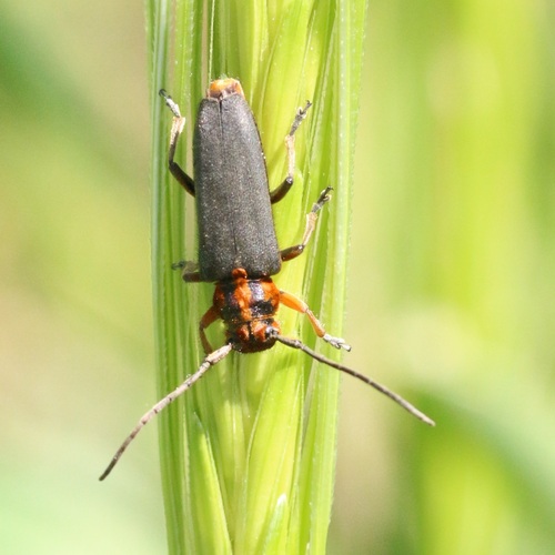 Phytoecia ferrugata