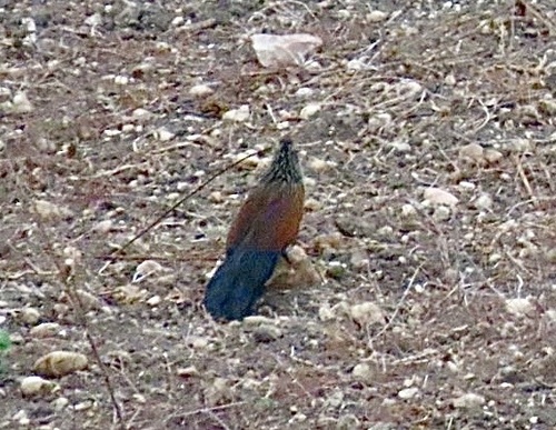 White-browed Coucal