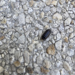 Armadillidium vulgare