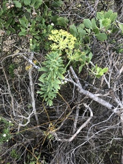 Notobubon laevigatum