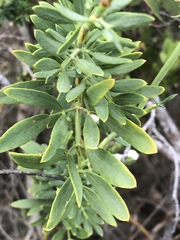 Notobubon laevigatum