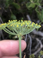 Notobubon laevigatum