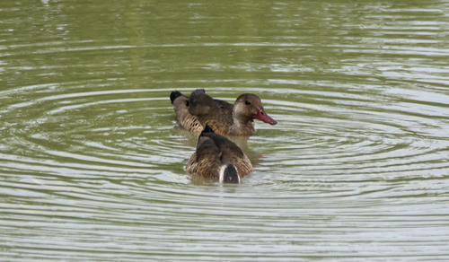 Brazilian Teal