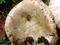 Amanita calyptratoides