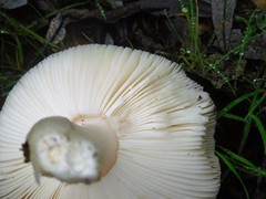 Amanita calyptratoides