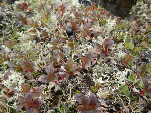 Arctous alpinus iNat (1)