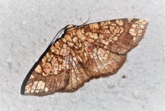 Nematocampa completa