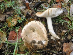 Amanita calyptratoides