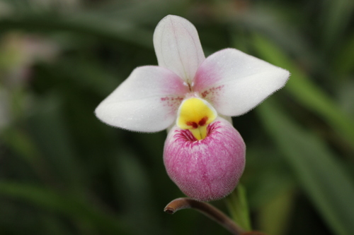 Phragmipedium schlimii