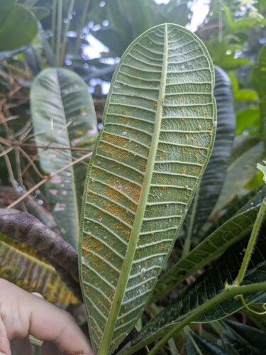 Coleosporium plumeriae, 2025-11-19