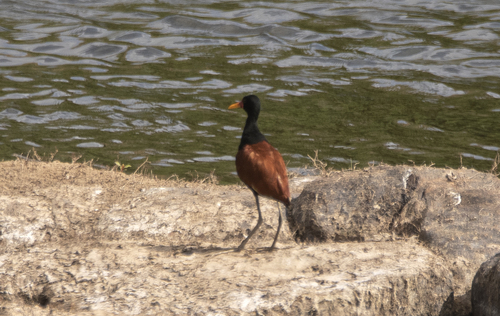 South American Wattled Jacana