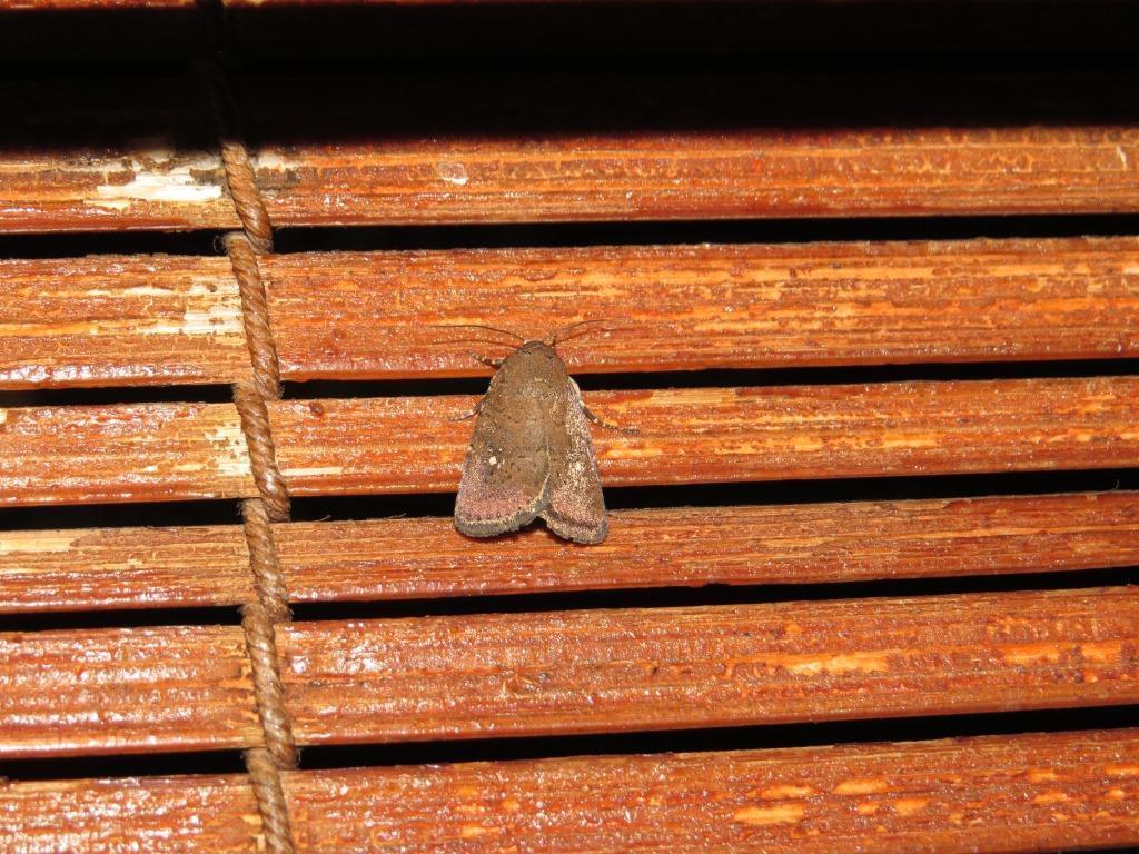Caradrina tenebrata