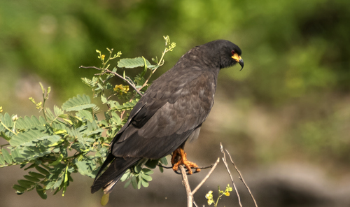 Rostrhamus sociabilis sociabilis